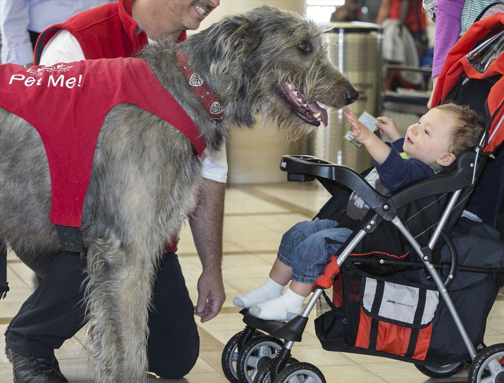 Animal-Assisted Therapy and Children